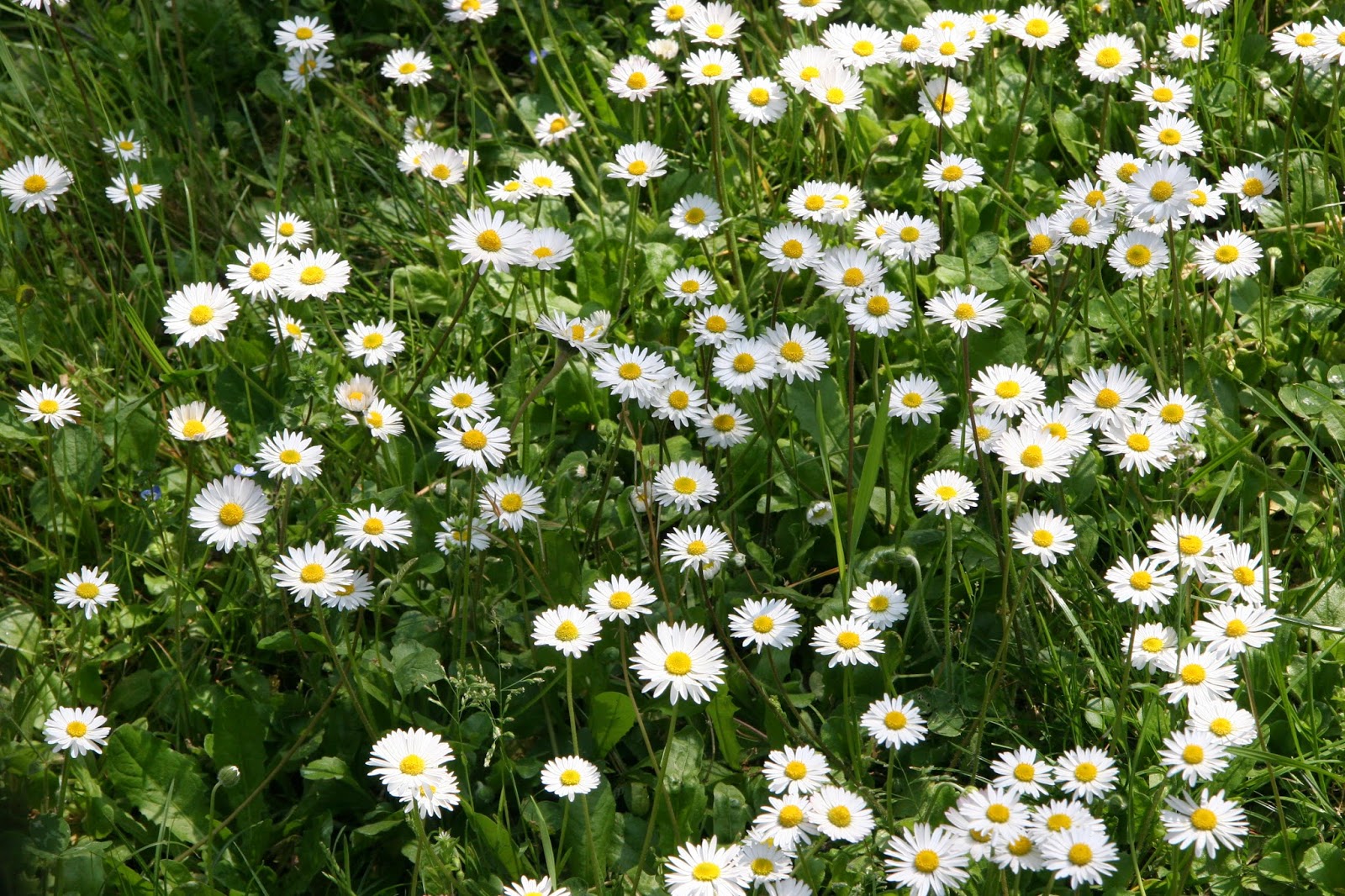 La pratolina: l’inutile fiore di Emily Dickinson