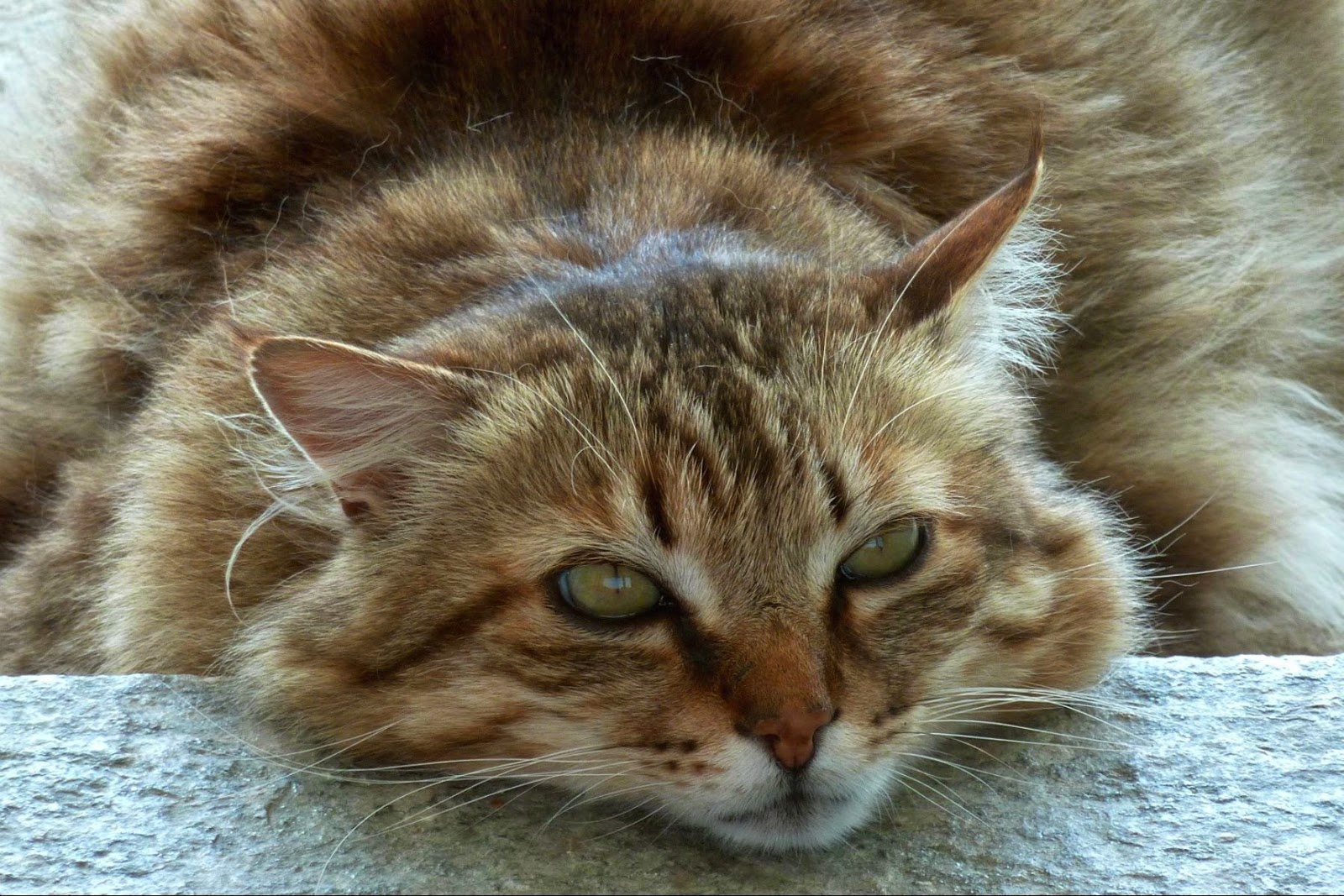“Vieni, mio bel gatto…” nei versi celeberrimi di C. Baudelaire