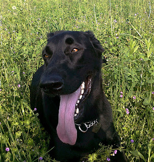 Il mondo degli animali: protagonista è il cane / 6