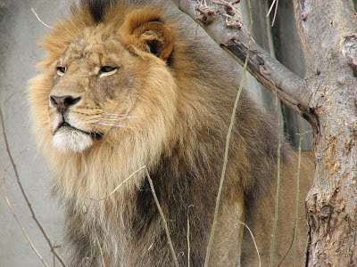 Il mondo degli animali: protagonista è il leone / 9
