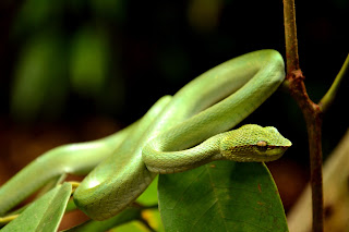Il mondo degli animali: protagonista è il serpente / 11