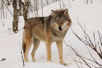 Il mondo degli animali: protagonista è il lupo / 13 – parte prima